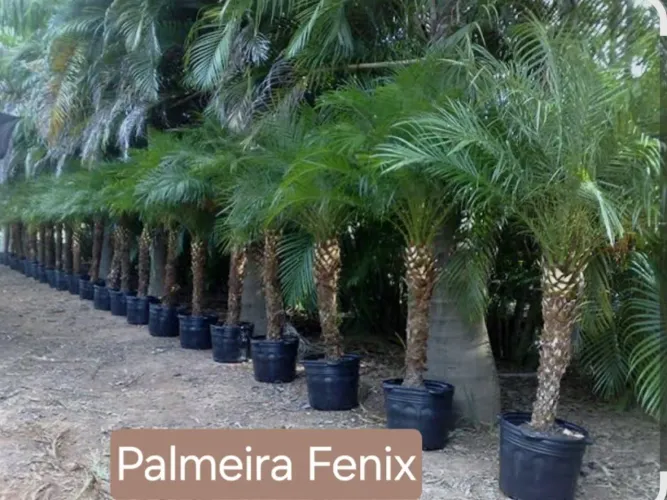 Anyplantas