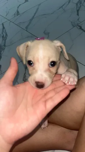 cachorrinha dócil