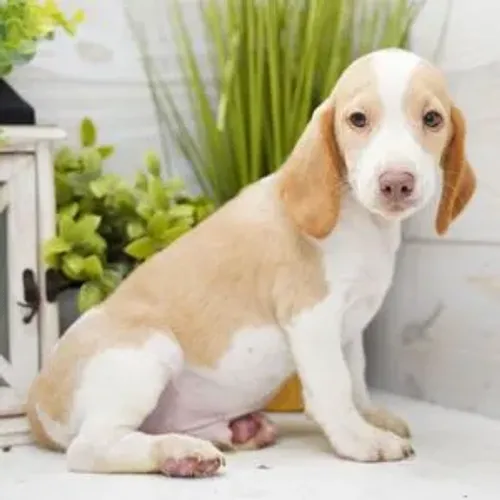 Parece um ursinho de pelúcia,mas e um beagle bicolor