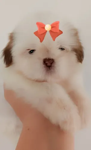 Shitzu