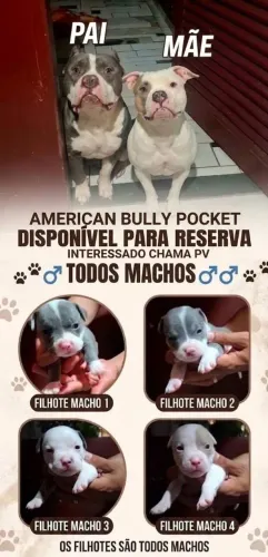 American bully pocket