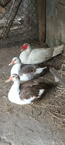 Patos Trio