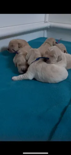 Filhotes de Golden Retriever | Carinho que aquece por dentro.