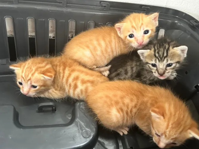 Filhote Gato Laranja Para Doação 