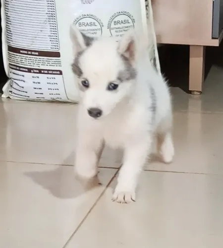 Husky Siberiano 