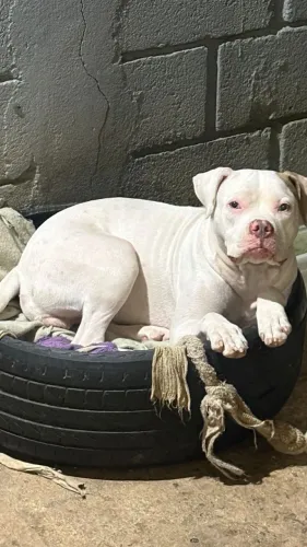 DOA- SE AMERICAN BULLY