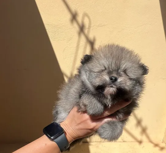 Filhote macho que Spitz Alemão Anão