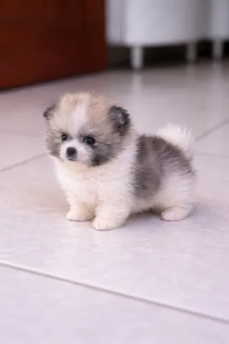 Lulu da pomerania anão estilo ursinho (baby face) c/ pedigree 
