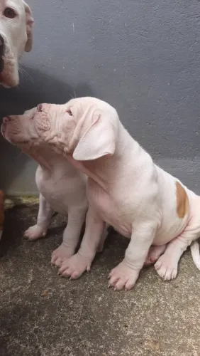 Filhotes de dogo argentino com pit bul