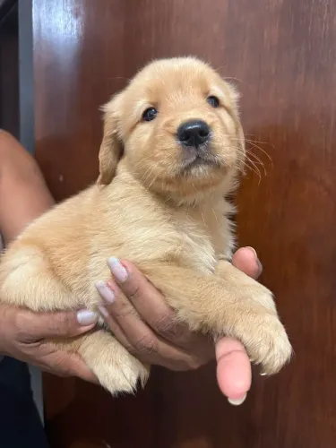 Filhotes de Golden Retriever