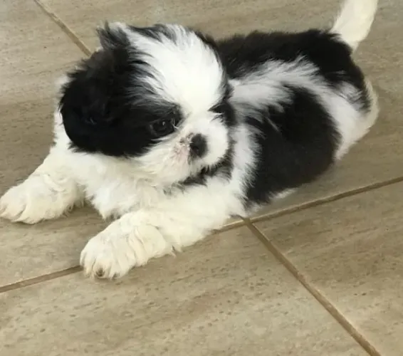 Lhasa Apso Carinho que acompanha sua rotina