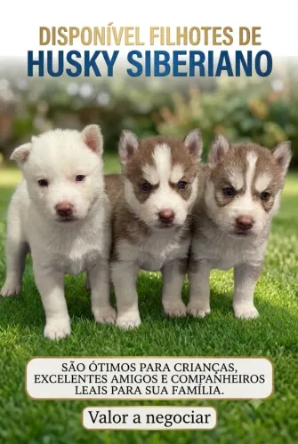 Filhotes de husky siberiano disponível 