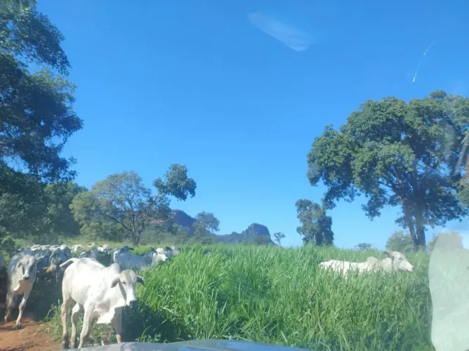 COD.533 Fazenda a venda de 163 hectares.