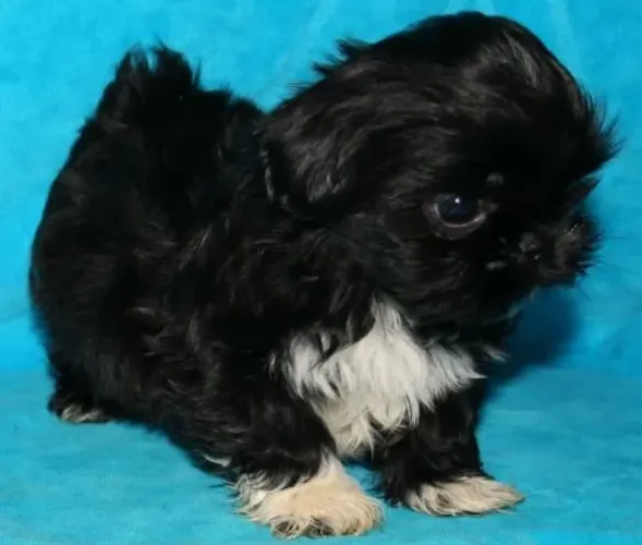 Shih Tzu Se ainda está procurando, vale conhecer esse filhotinho