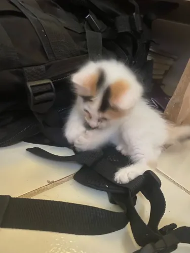 Doa gatos filhotes