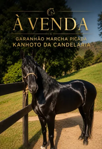 Cavalo