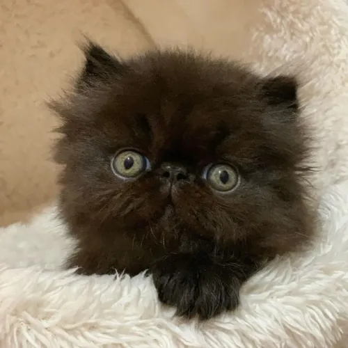 Gatinho Filhote Black persa