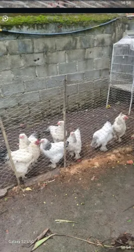 Galo da Brahma