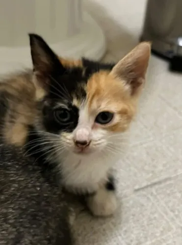 Gatinha filhote tricolor linda para adoção.