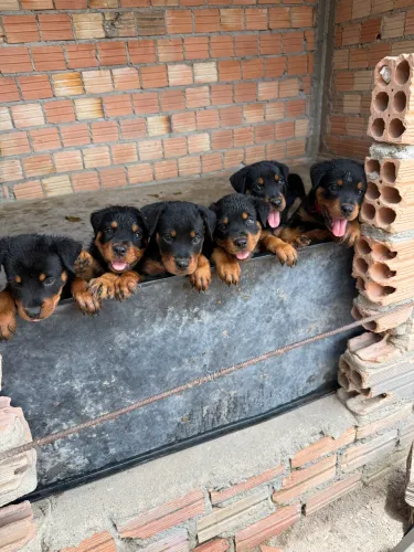 Filhotes de Rottweiler Puros