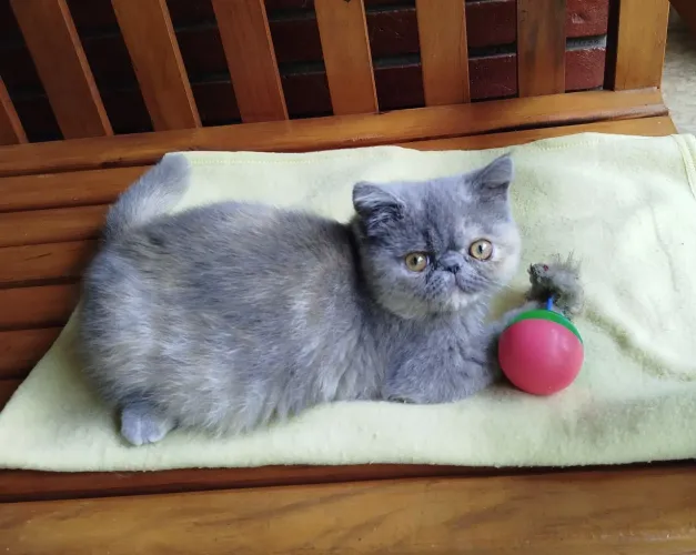 Venda Gata Persa exótica