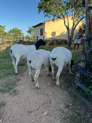 Ovelhas Dorper