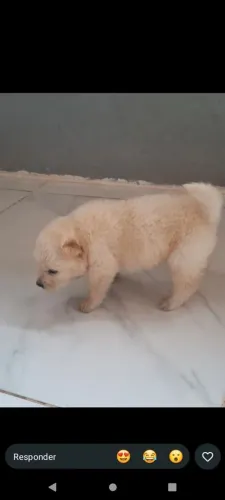 Chow Chow