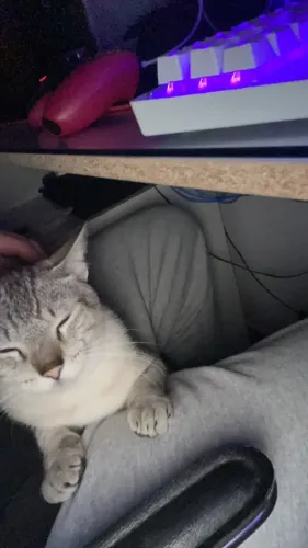 Gato Shane, doação responsável