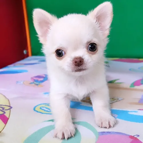 Chihuahua Macho Pelo Longo Topissimo