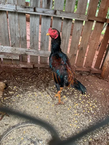 Vendo galo índio