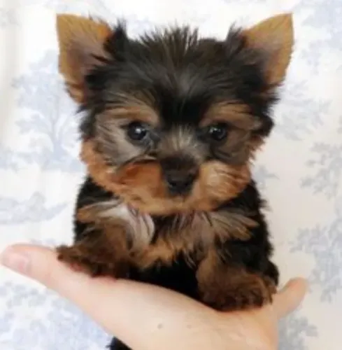 Yorkshire Terrier Puro - Excelente Companhia