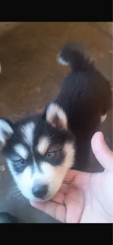 Filhote Huscky Siberiano