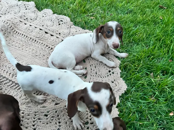 Dachshund fêmeas 