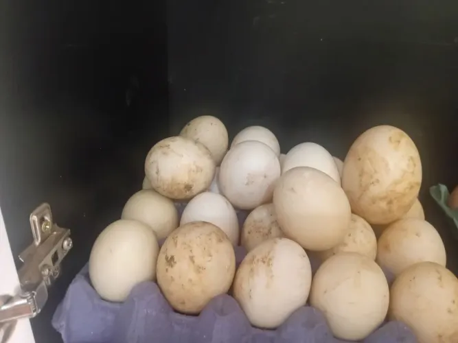 Ovos de patas e de galinha 15 reais a duzia