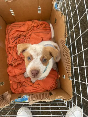 Filhote de Red Heeler 