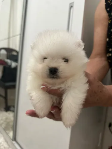 Spitz macho 