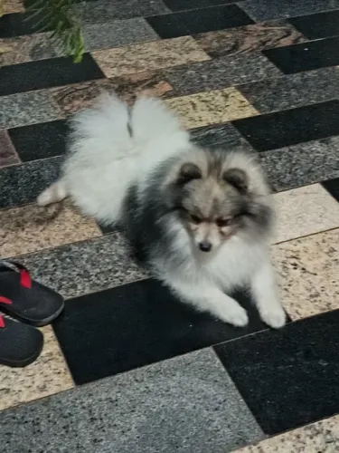 vendo Lulu da Pomerânia