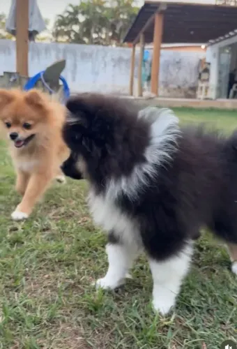 Filhote Lulu da Pomerania