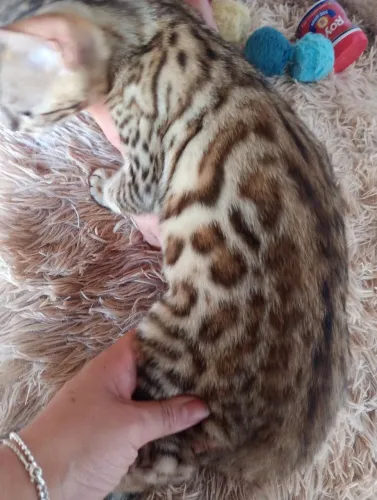 Gato bengal 