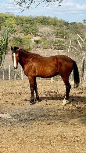 Cavalo Mestiço Mangalarga Marchador com Quarto de Milha - Sem Registro Genealógico