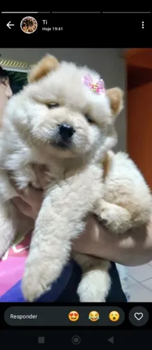 Filhotes de Chow Chow 