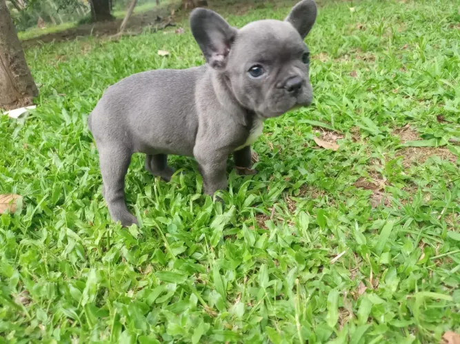 Filhotes Bulldog francês