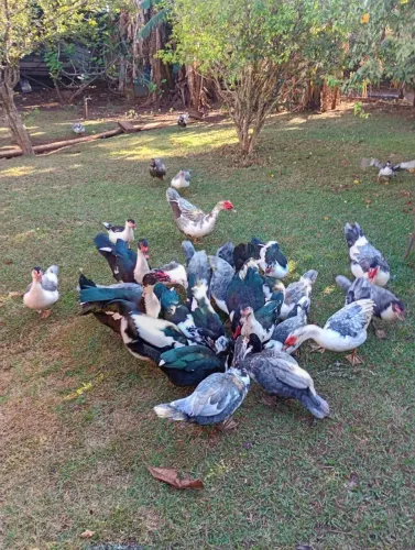 Patos a venda