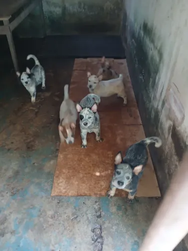 Pastor australiano a venda