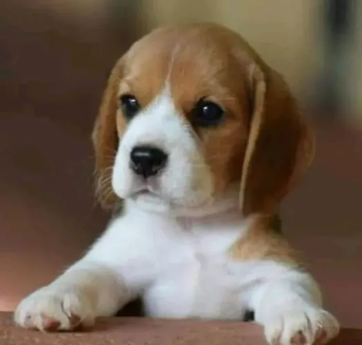  Venha adquirir seu lindo filhote de beagle