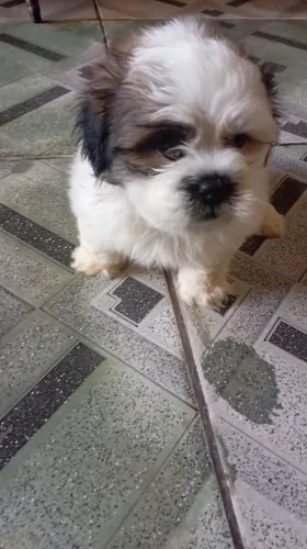 Shitzu 