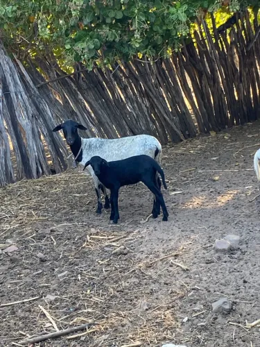 Vendo ovelha parida 