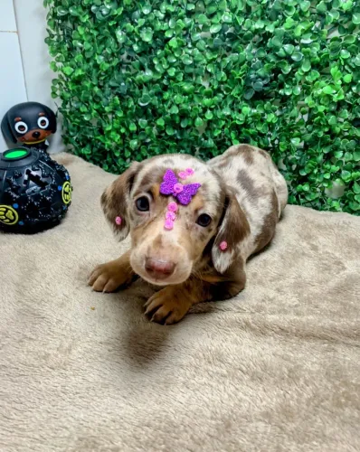 Dachshund Cofap Basset Teckel Salsicha Arlequim Mofadinho 