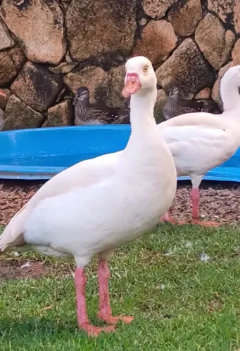 Ganso do Egito