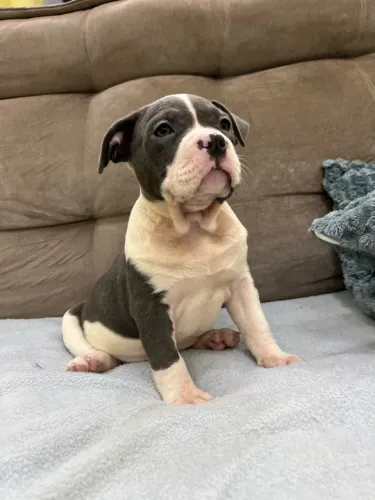 American bully fêmea